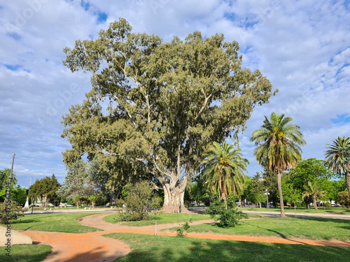 Carob tree in a park in Carhue, Buenos Aires, Argentina photo