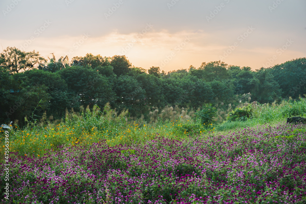 summer view of blooming wildflowers in the meadow. Globe Amaranth, Sulfur cosmos flowers and reeds in the countryside sunset