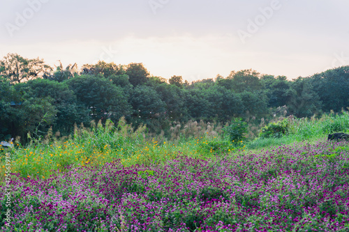 summer view of blooming wildflowers in the meadow. Globe Amaranth, Sulfur cosmos flowers and reeds in the countryside sunset