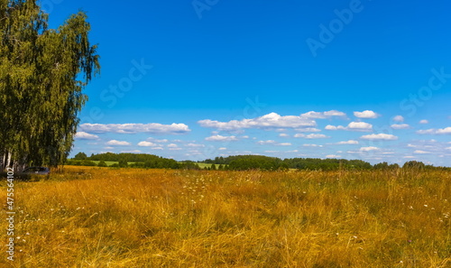 Summer landscape with dry yellow grass, shrubs, trees and blue sky with white clouds