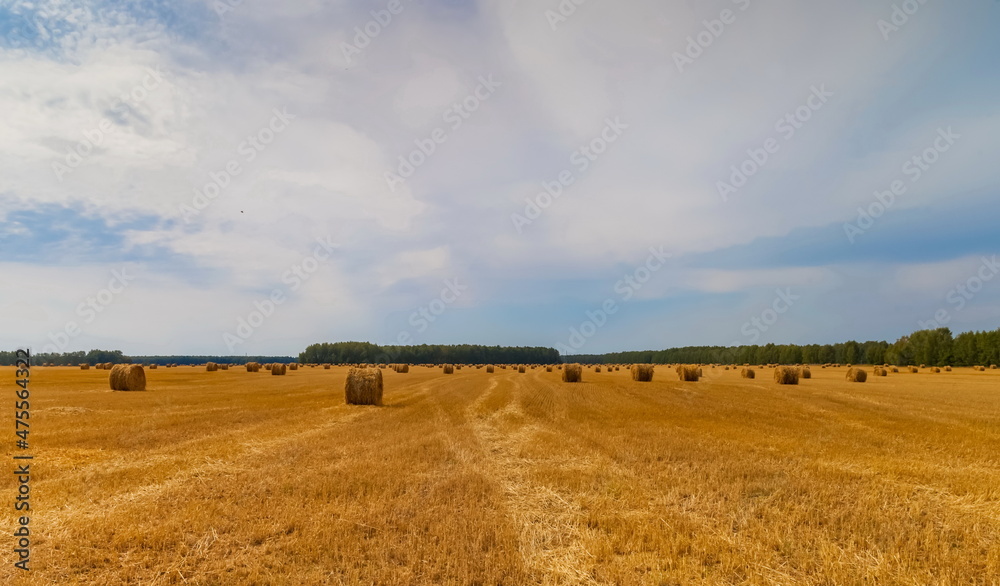 Autumn landscape with a field mown from cereals, straw rolls, a strip of forest and sky
