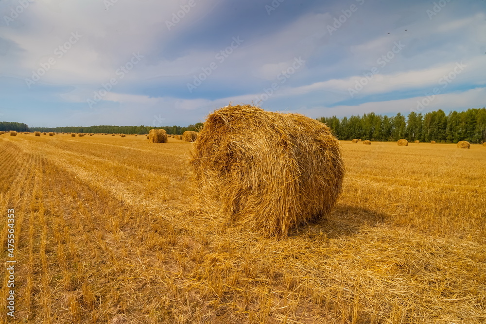 Autumn landscape with a field mown from cereals, straw rolls, a strip of forest and sky