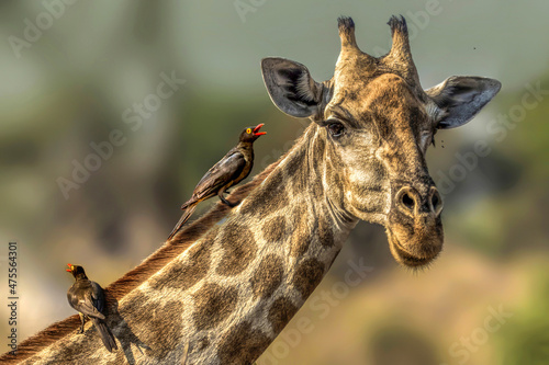 Fototapeta Naklejka Na Ścianę i Meble -  Giraffe 