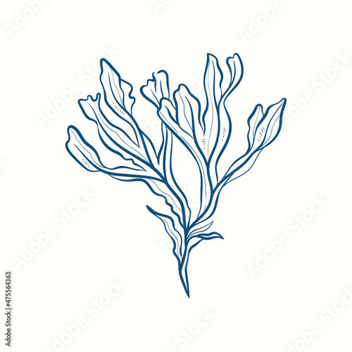 Seaweeds silhouettes. Underwater coral reef, hand drawn sea kelp plant, isolated marine weeds outdoor ocean.