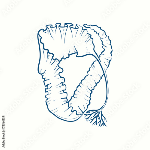 Seaweeds silhouettes. Underwater coral reef, hand drawn sea kelp plant, isolated marine weeds outdoor ocean.