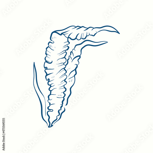 Seaweeds silhouettes. Underwater coral reef, hand drawn sea kelp plant, isolated marine weeds outdoor ocean.