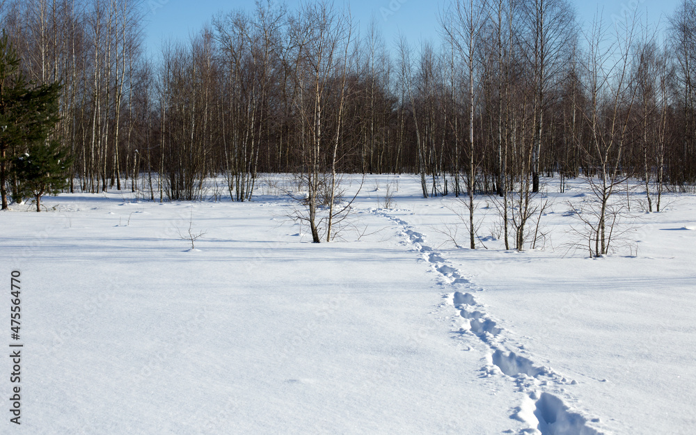 Path and footprints in the winter forest Path and footprints in the winter forest
