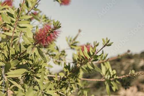 Close up of Callistemon rigidus on a sunny day photo