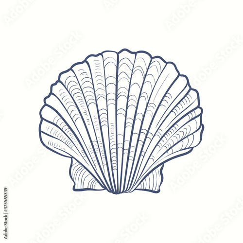 Hand-drawn realistic seashells. Shells of mollusks of various forms: coils, spirals, cone, scallops. Oceans nature in vintage style.