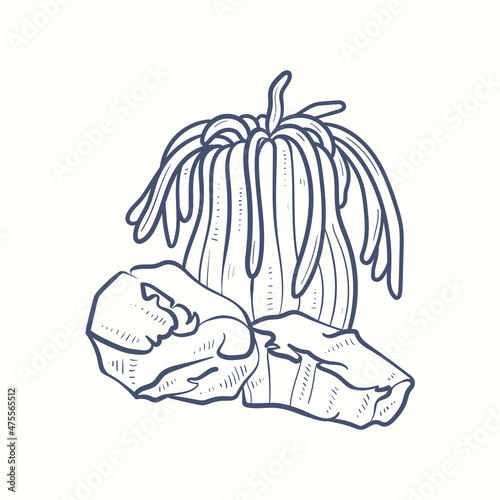 Seaweeds silhouettes. Underwater coral reef, hand drawn sea kelp plant, isolated marine weeds outdoor ocean.