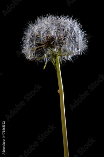 Vertical shot of a dandelion under the lights isolated on a black background photo