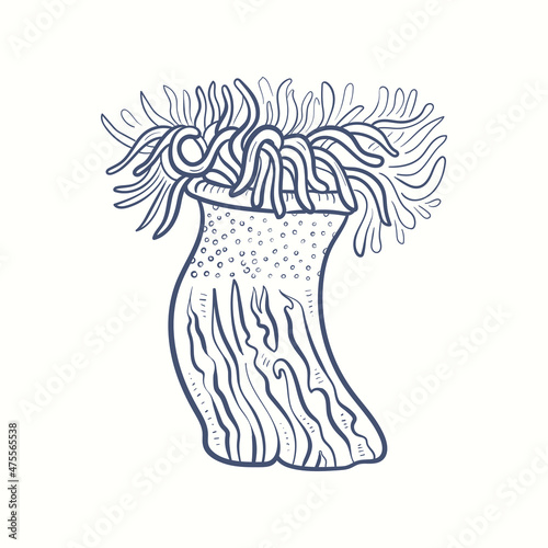Seaweeds silhouettes. Underwater coral reef, hand drawn sea kelp plant, isolated marine weeds outdoor ocean.