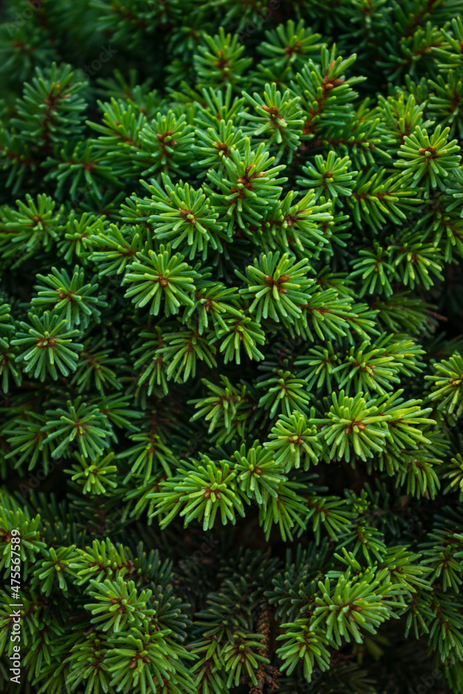 Christmas fir/pine tree branches