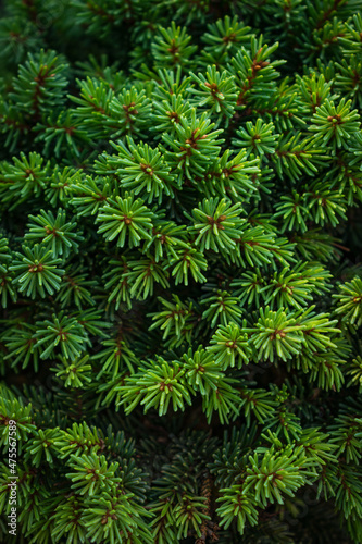 Christmas fir pine tree branches