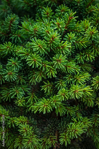 Christmas fir/pine tree branches