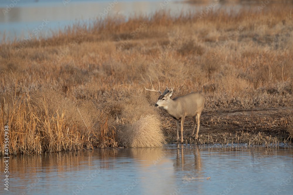 Naklejka premium Mule Deer Buck Next to a Lake During the Fall Rut in Colorado