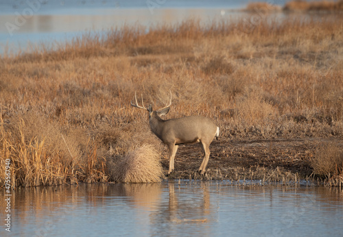Mule Deer Buck Next to a Lake During the Fall Rut in Colorado © natureguy