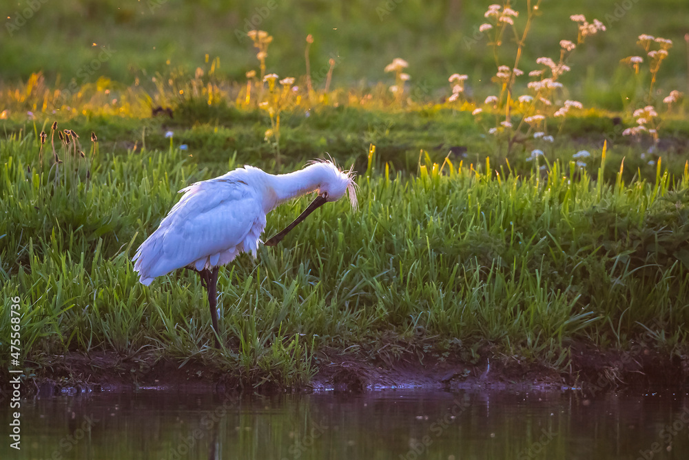 Obraz premium Common spoonbill; Platalea leucorodia; foraging in a meadow