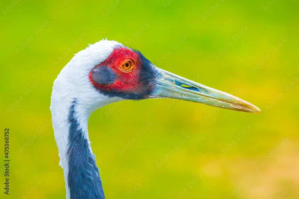 Closeup of a white-naped crane, Antigone vipio, Grus vipio, bird,