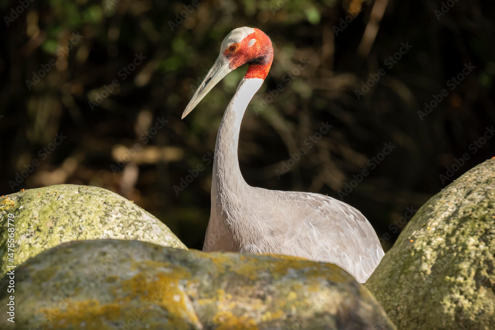 Obraz premium Closeup of a red-crowned crane, Grus japonensis, also called the Manchurian crane or Japanese crane bird