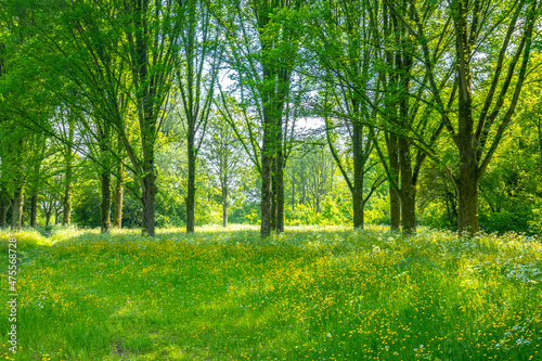 Beautiful yellow colored fields in Buytenpark Zoetermeer, the Netherlands