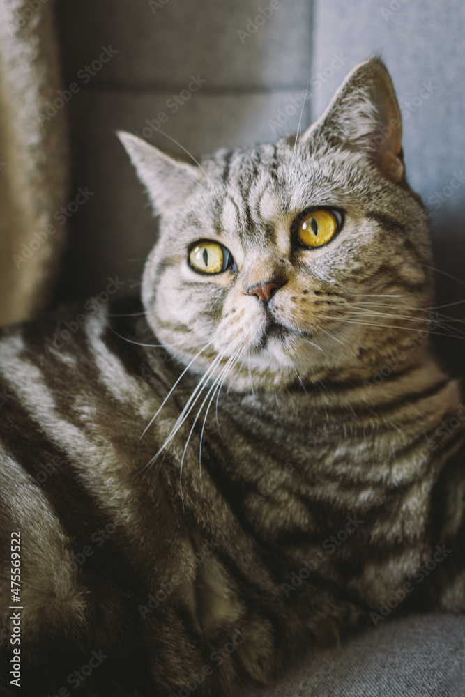 Portrait of a funny cat (Scottish Straight breed) sitting in a chair.