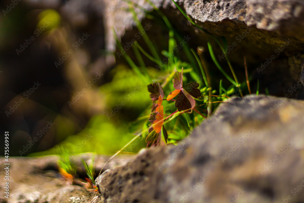 Fototapeta premium moss on rock
