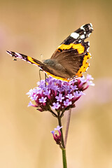Fototapete Honigfarbe Schmetterlingsnahaufnahme auf einer purpurroten Blume. Insekten in freier Wildbahn. Natürlicher Hintergrund  © Светлана 