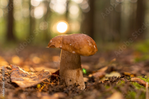 фотографія Large mushroom Boletus edulis in the autumn forest