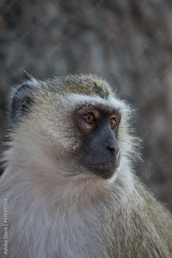 portrait of a vervet monkey portrait of a vervet monkey