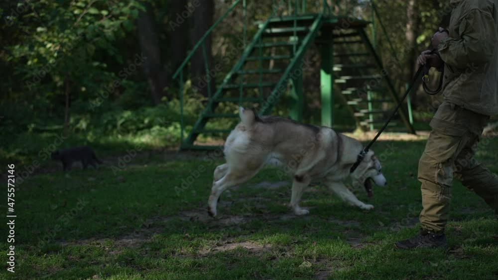 Wide shot big Alabai running in slow motion with unrecognizable Caucasian man holding dog collar. Carefree animal enjoying leisure in summer park with cynologist trainer Wide shot big Alabai running in slow motion with unrecognizable Caucasian man holding dog collar. Carefree animal enjoying leisure in summer park with cynologist trainer