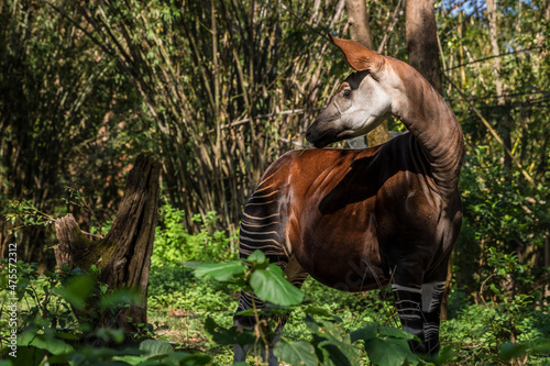 An okapi roaming in the forest. photo