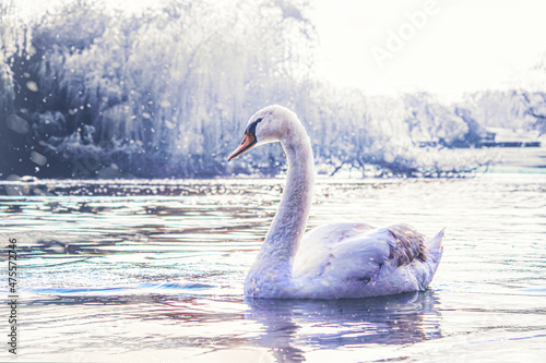 winter swan on lake
