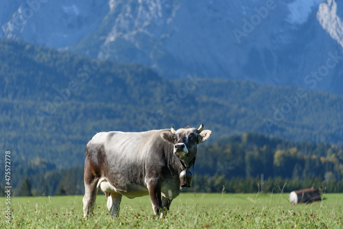 Alpenkuh mit Glocke vor bezauberndem Bergpanorama   Alpenkulisse