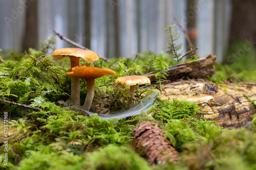 Closeup shot of fungi growing on a mossy forest floor