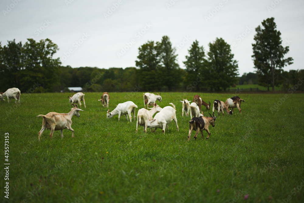 Dairy goats grazing in a field during the summer season in Ontario, Canada.