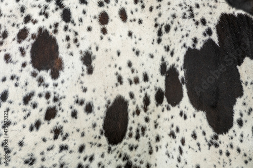 Brown and white cowhide, closeup photo