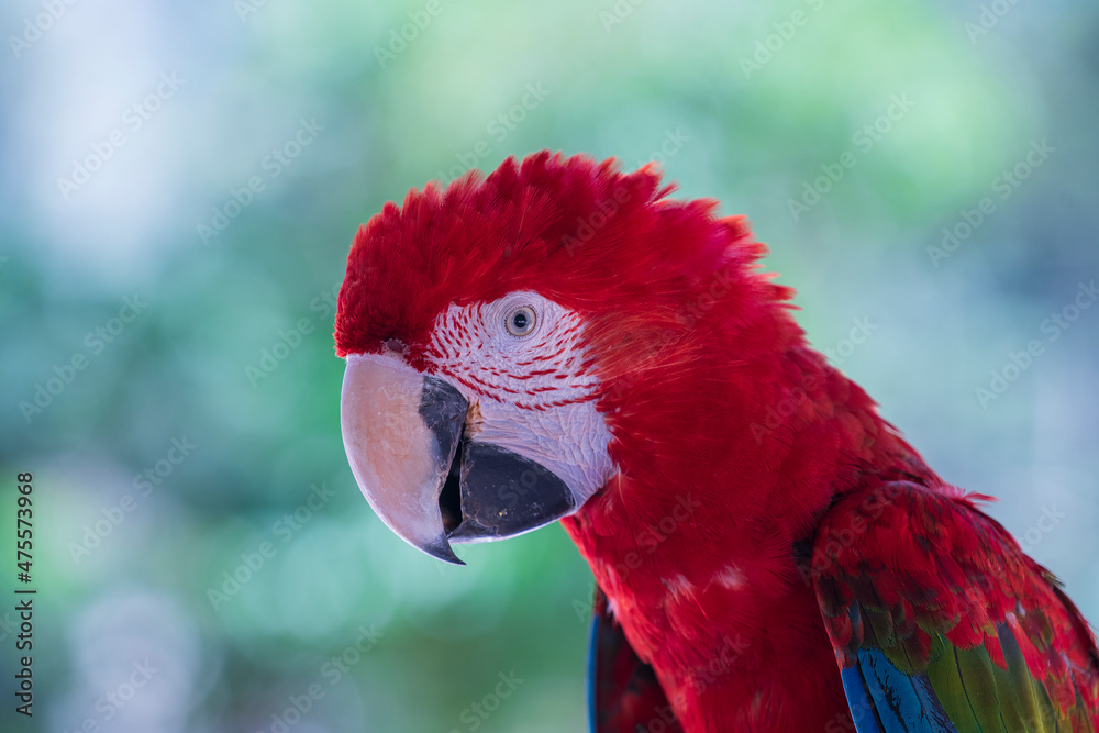 Red Macaw Parrot in Bali Bird Park, Indonesia