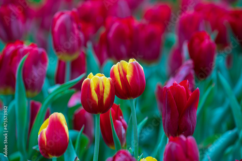 Beautiful colorful red and yellow tulips background. Field of spring flowers