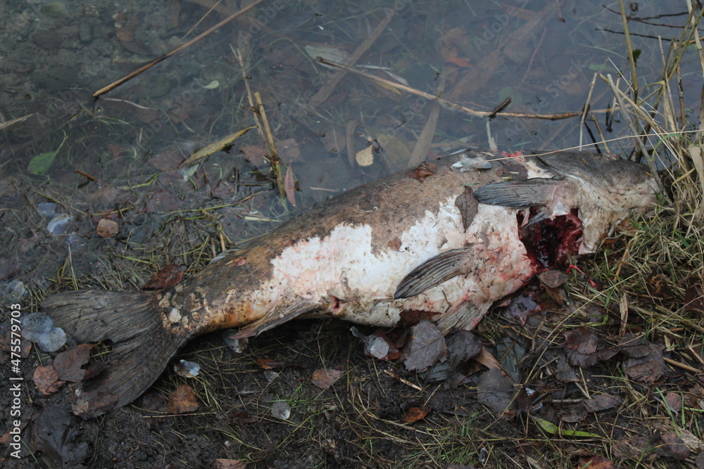 Fototapeta premium Toter, verwesender Karpfen