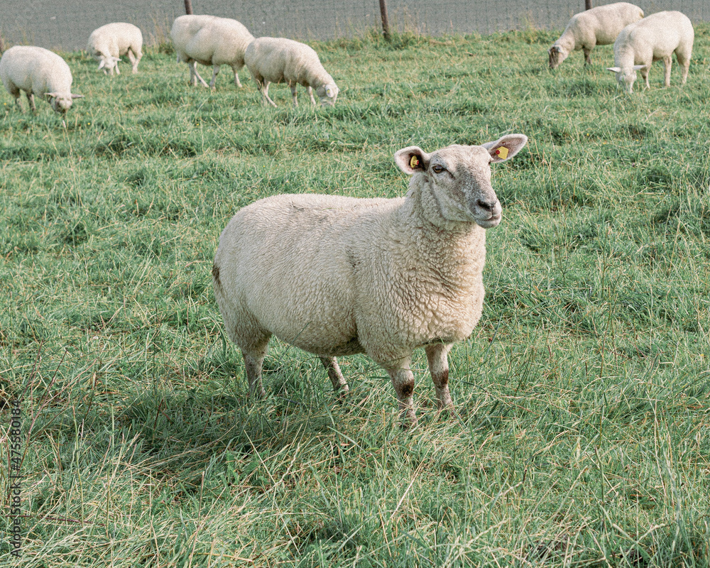 Fototapeta premium sheep and lambs