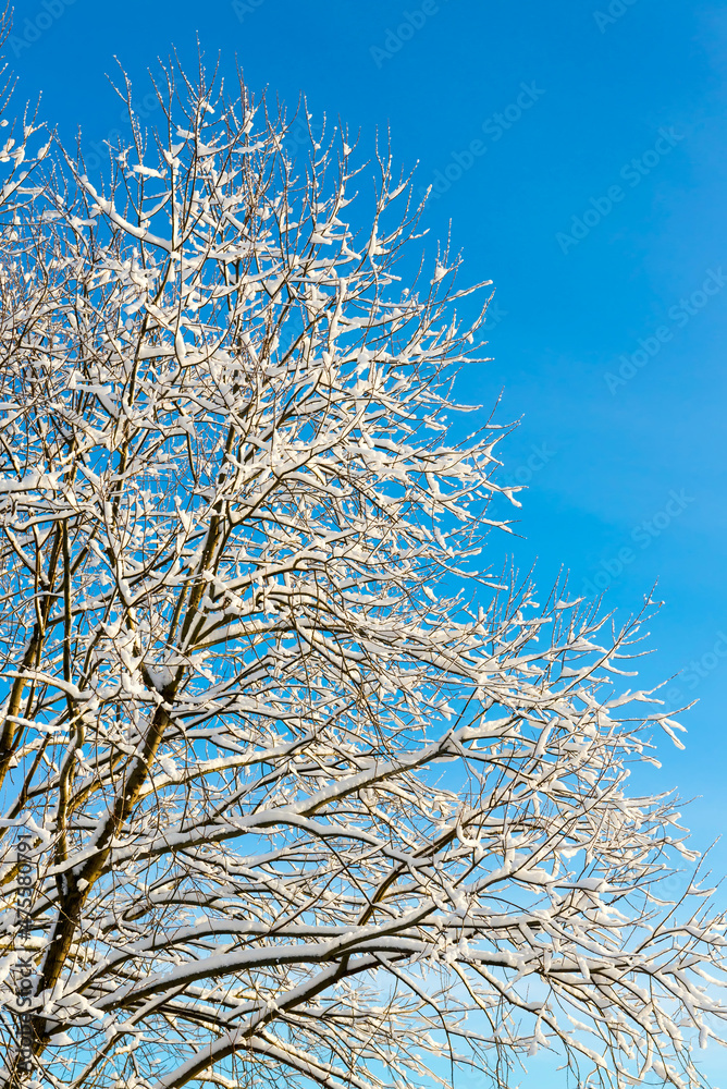 view of white snow and frost covered trees against beautiful blue winter sky
