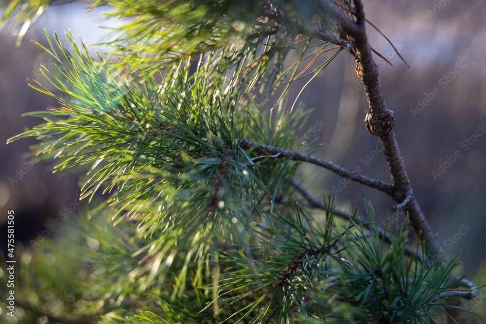 Obraz premium Soft focused young Pine buds. Pinus sylvestris, pinus nigra, branches of mountain pine. Pinus tree on a sunny day with the backlight of sun