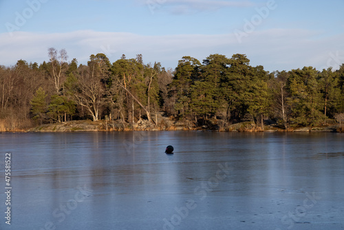 Beautiful natural Scandinavian landscape. Frozen lake with forest and stones at the shore line. Sunny late autumn or winter day in the nature in Sweden. Real is beautiful © boumenjapet