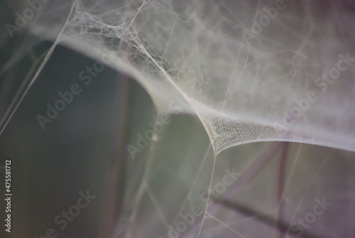 A close up view of a giant cobweb (spider net) of a spined micrathena spider photo