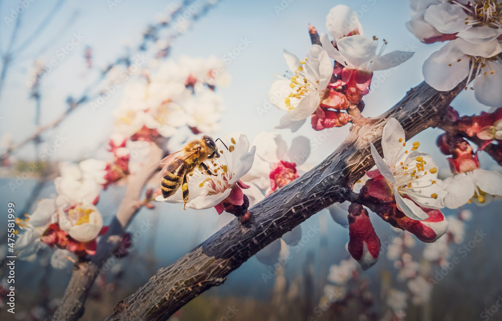 Close up of a diligent honeybee collects nectar from a blooming apricot tree. Little, black and golden bee picks pollen from blossoming fruit flowers. Early spring background, nature awakening - obrazy, fototapety, plakaty 