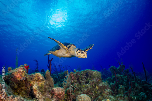 An underwater scene showing a coral reef underneath the surface of the water with the tropical sun breaking through lighting up the hawksbill turtle swimming through the clear blue water