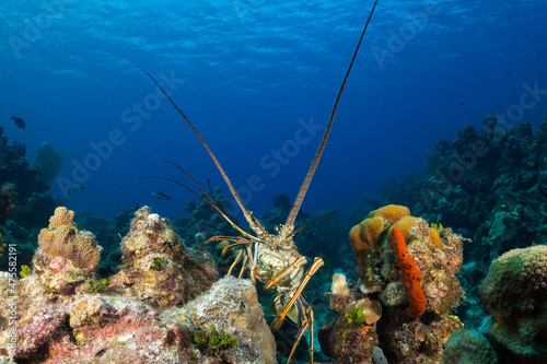 A rare sighting of a Caribbean spiny lobster out in the open during daylight hours. These crustaceans usually spend the day hiding under ledges but this one was shot scurrying across the reef