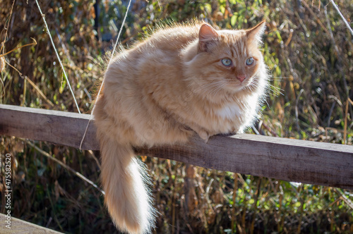 A big fluffy and red cat with spectacular light eyes of birch and green shade with a beautiful drooping tail sits on the board and watches