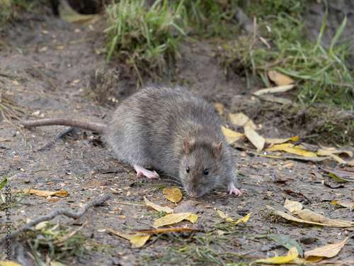 Brown rat, Rattus norvegicus photo